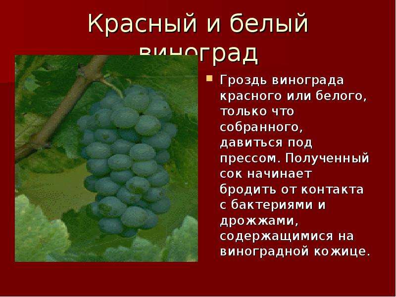 Чем вреден виноград. Полезные вещества в винограде. Витамины в винограде. Витамины содержащиеся в винограде. Витамины в винограде Красном.