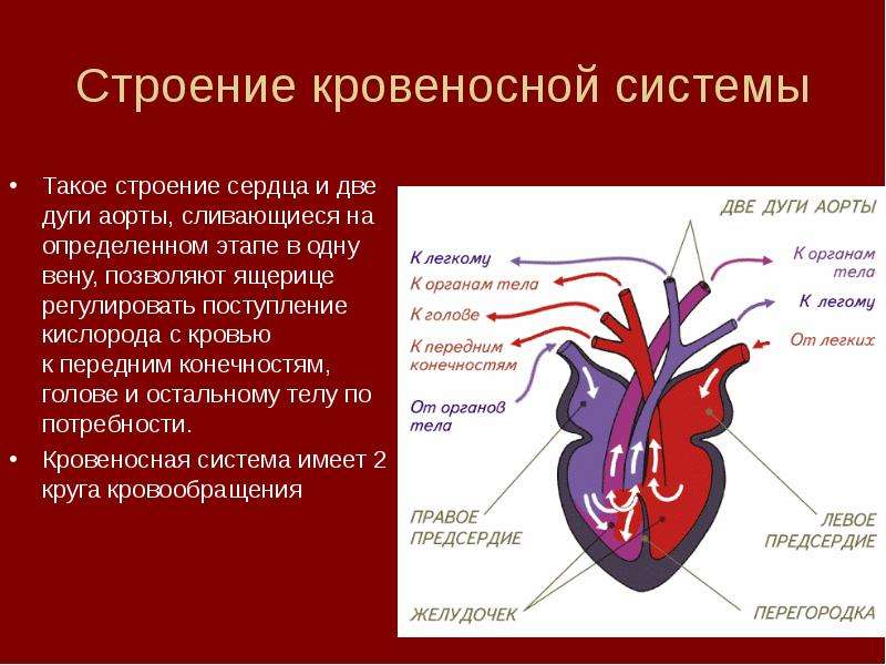 4 сердце пресмыкающихся состоит из. Пресмыкающиеся строение сердца. Строение кровеносной системы. Строение сердца и кровеносной системы. Строение сердца рептилий.