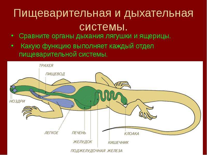 Схема строения ящерицы