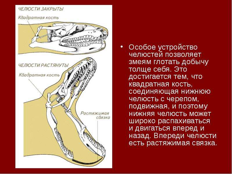 Внутреннее строение пресмыкающихся презентация 7 класс