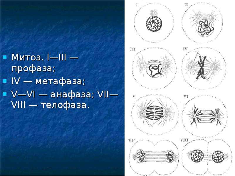 Анафаза митоза. Метафаза митоза II. Митоз интерфаза профаза метафаза анафаза. Анафаза метафаза анафаза телофаза профаза. Профаза метафаза анафаза митоз.