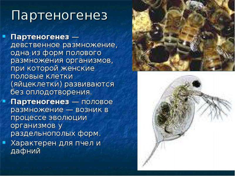 Без оплодотворения. Партеногенез характерен для. Оплодотворение и партеногенез. Партеногенез без оплодотворения. Партеногенез у дафний.