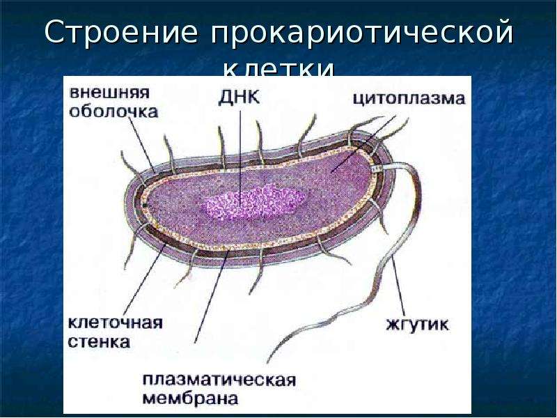 Строение прокариотической клетки рисунок