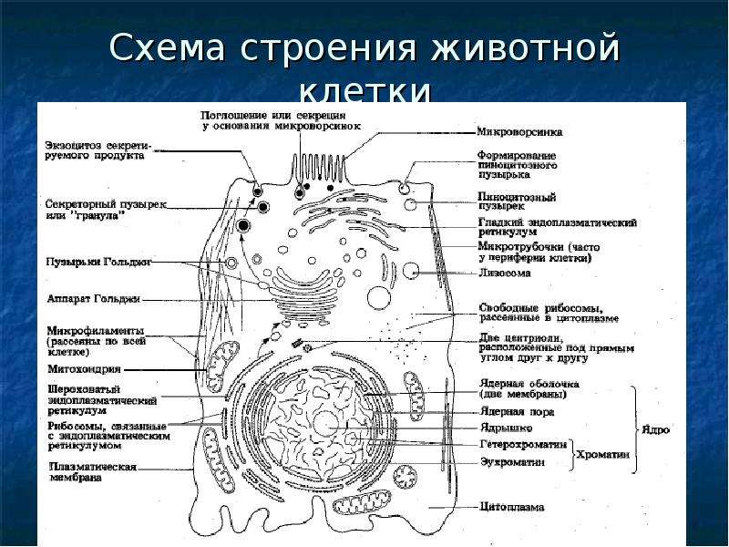 Схема строения k