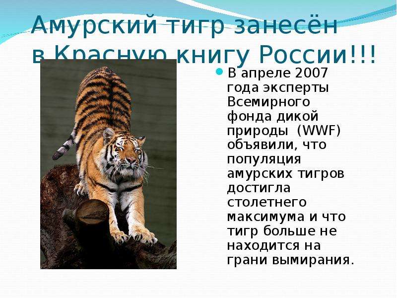 Уссурийский тигр и панда являются представителями. Тигр занесен в красную книгу России. Амурский тигр занесен в красную книгу России. Уссурийский тигр занесен в красную книгу. Уссурийский тигр популяция.