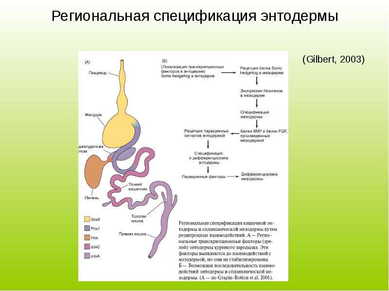 Производные энтодермы. Почки энтодерма.