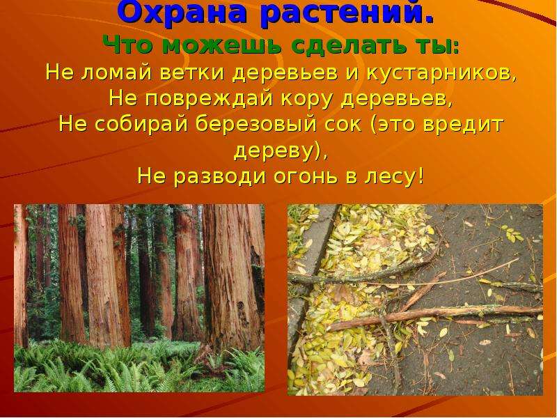 Охрана растений 3. Охрана растений. Охрана растений презентация. Охрана растений 3 класс. Презентация на тему охрана растений.