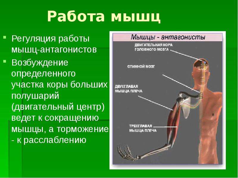 Работа мышц это. Регуляция мышц антагонистов. Работа мышц антагонистов. Регуляция работы мышц. Регуляция работы мышц антагонистов таблица.