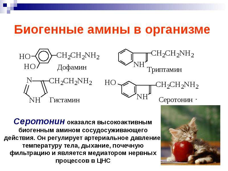Аминокислоты это ферменты. Биогенные Амины это производные аминокислот. Образование биогенных Аминов гистамина. Биогенные Амины гистамин ГАМК серотонин катехоламины. Физиологические функции биогенных Аминов.
