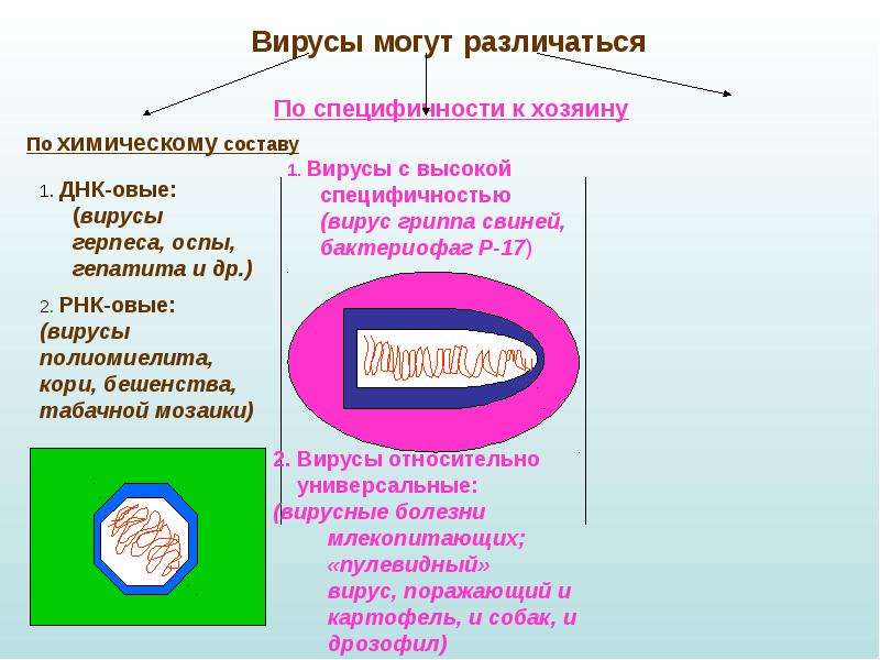 Вирусы способны. Вирусы с высокой специфичностью. Специфичность вирусов биология. Классификация вирусов по специфичности.