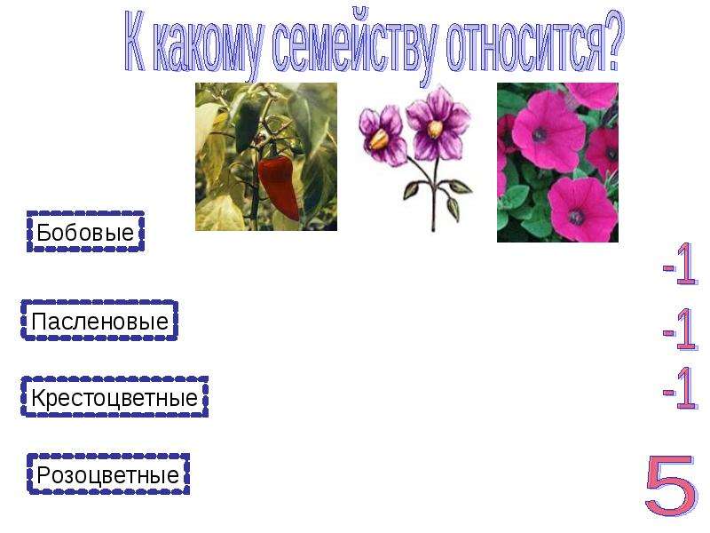 Розоцветные и крестоцветные. Крестоцветные и Пасленовые. Крестоцветные бобовые Пасленовые. Крестоцветные Розоцветные Пасленовые. Розоцветные крестоцветные бобовые.