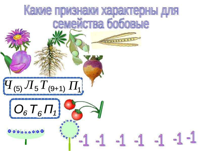 Презентация семейство бобовые 6 класс пасечник