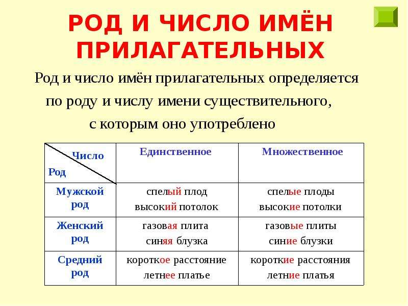 Род и число имен существительных презентация