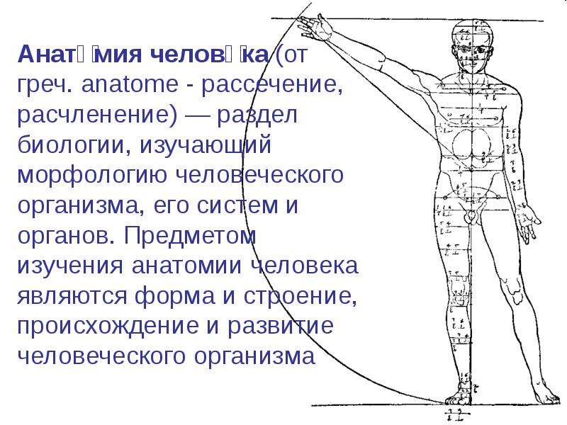 Презентация на тему анатомия