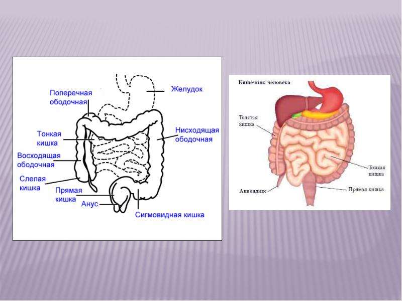 Толстый и тонкий кишечник презентация