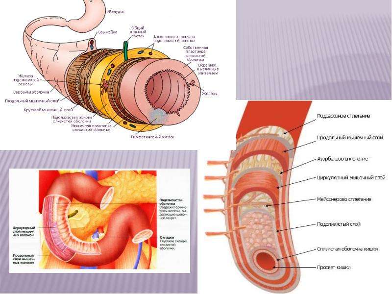 Какие три слоя различают в стенке пищеварительного тракта