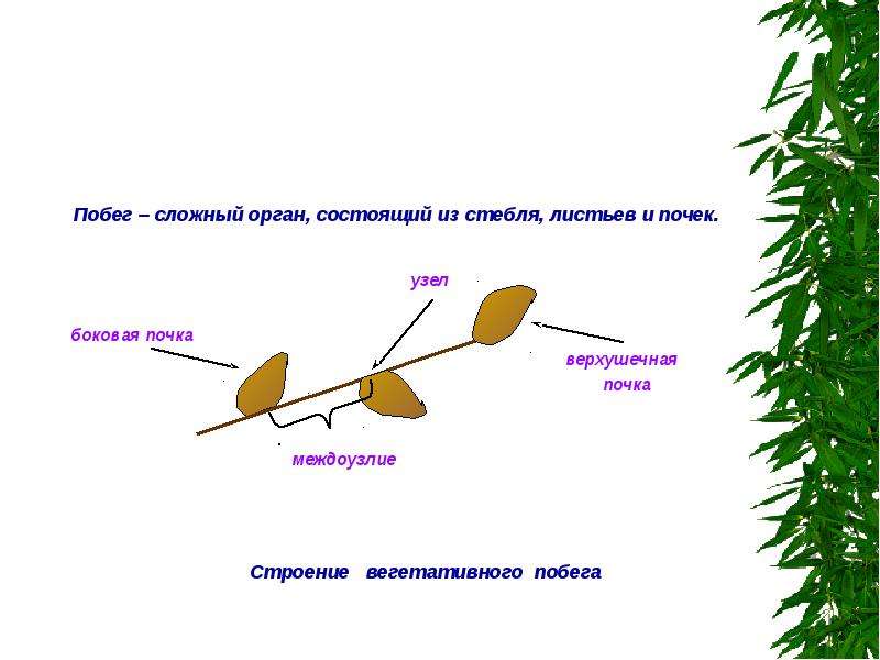 Побег состоящий из листьев почек называют. Строение побега. Сложный орган состоящий из стебля листьев почек. Строение почки вербы. Развитие побега из почки.