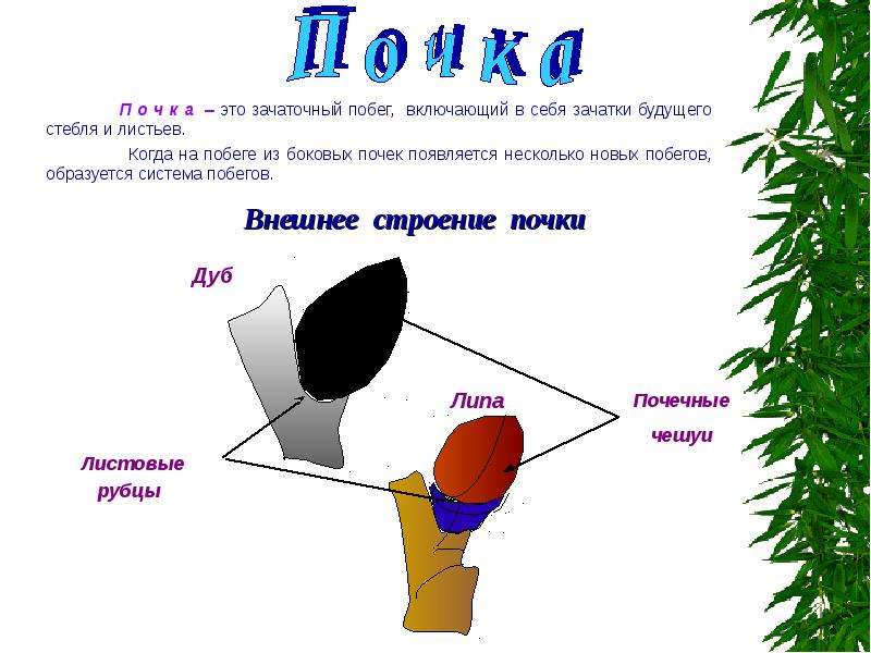 Побег развитие побега из почки биология 6. Сравните строение почки и побега. Сравнить строение почки и побега и сделать вывод. Строение побега ели 5 класс. Почка представляет собой зачаточный побег да или нет.