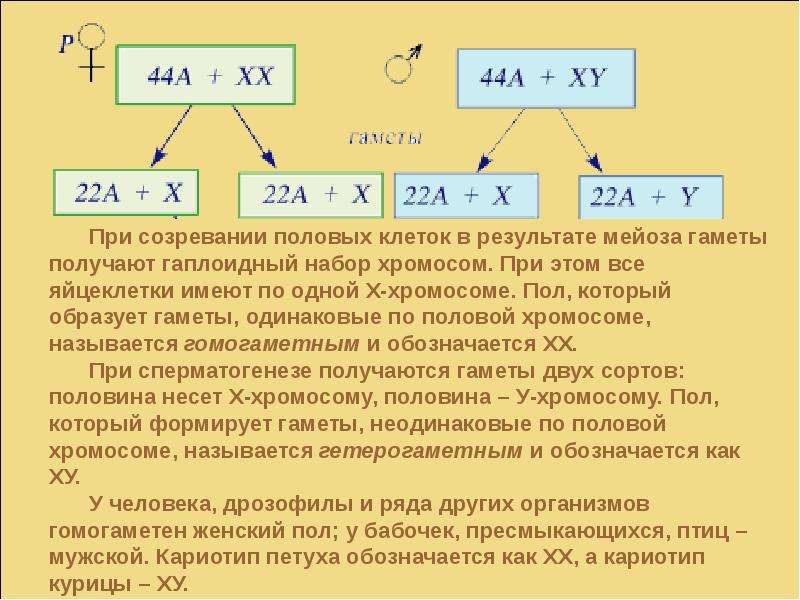 Гомогаметным полом. Презентация на тему генетика пола. Генетика пола это в биологии. Генетика пола у растений. Генетика пола таблица.