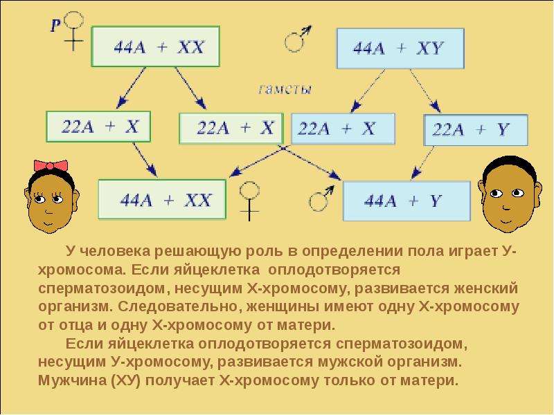 Генетика пола схема