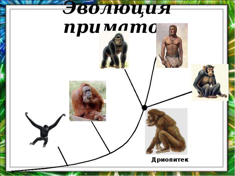 Основные этапы эволюции приматов презентация