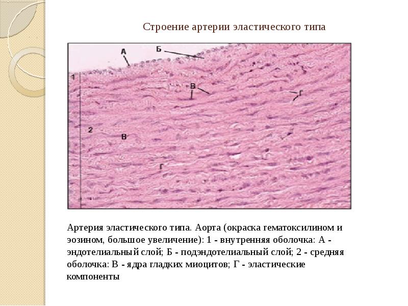 Артерии эластического типа гистология рисунок