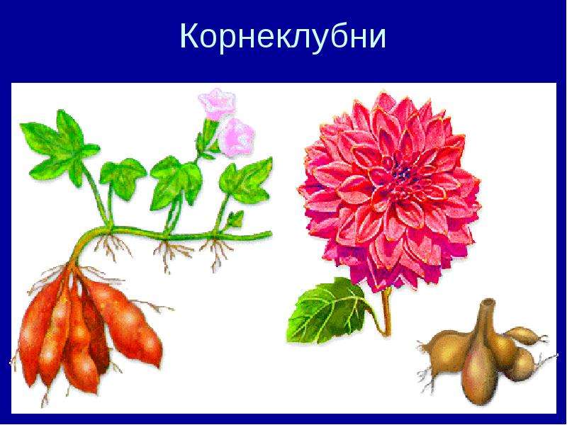 Рисунок клубни георгина