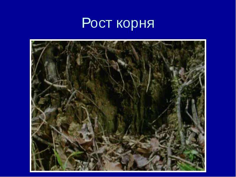 Корни 7 класс. Ростов корень. Корень семи борца.