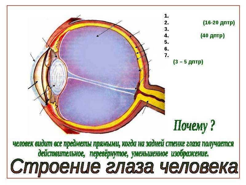 Особенности зрения человека. Дптр глаза. Дптр это зрение. Как видит человек с -6.0 дптр.