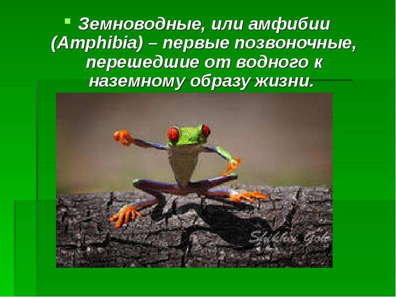 Наземный образ жизни ведут. Образ жизни амфибий. Образ жизни земноводных. Проект по теме образ жизни земноводных. Малоподвижный образ жизни земноводных.