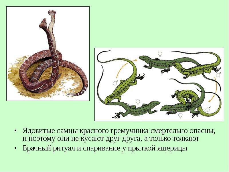 Как спариваются змеи схема фото и описание ВНУТРЕННЕЕ СТРОЕНИЕ. ЖИЗНЕДЕЯТЕЛЬНОСТЬ ПРЕСМЫКАЮЩИХСЯ - скачать презентацию