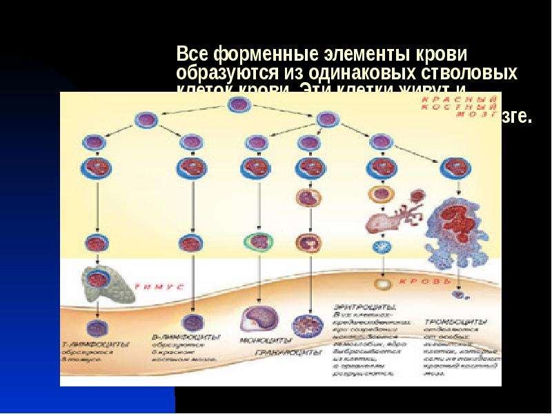 Кровяной цикл. Классификация форменных элементов крови человека. Схема строения форменных элементов крови. Форменные элементы крови образуются в. Внешний вид форменных элементов крови.