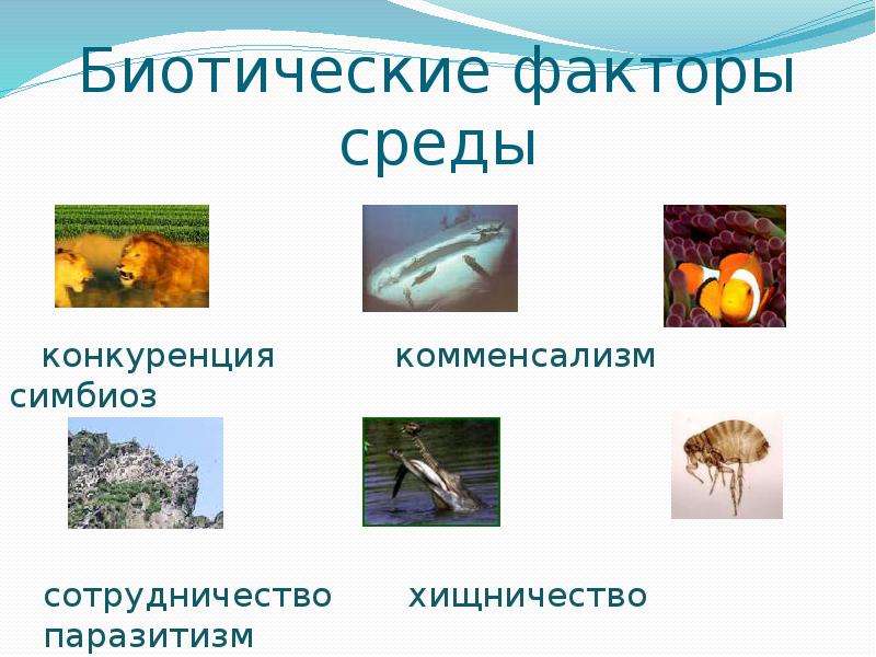 Фитогенные факторы картинки