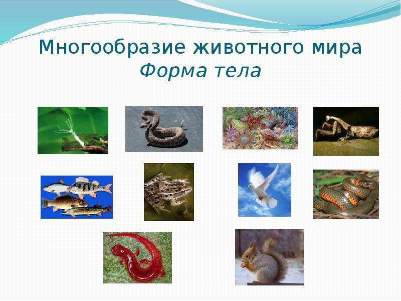 Разнообразие животных 9 класс. Разнообразие животных. Многообразие животных 1 класс. Разнообразие животных доклад. Разнообразие животных 2 класс.