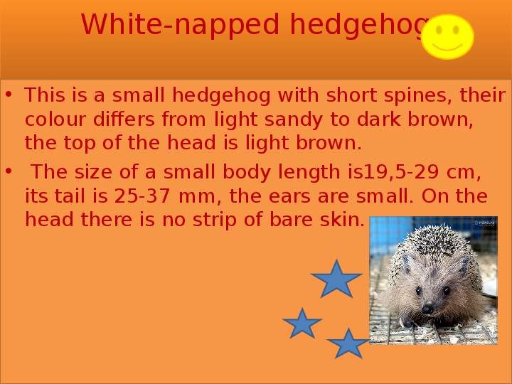 


White-napped hedgehog

This is a small hedgehog with short spines, their colour differs from light sandy to dark brown, the top of the head is light brown.
 The size of a small body length is19,5-29 cm, its tail is 25-37 mm, the ears are small. On the head there is no strip of bare skin.


