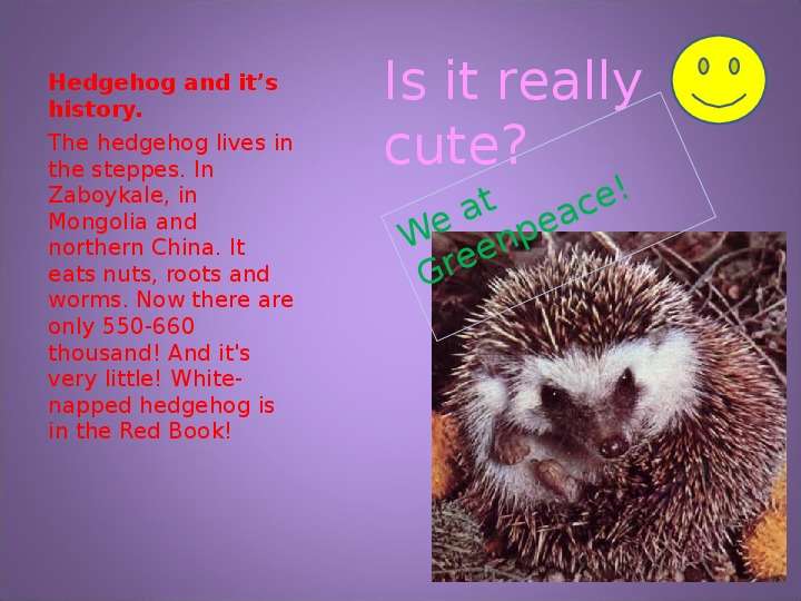 


Hedgehog and it’s history.
The hedgehog lives in the steppes. In Zaboykale, in Mongolia and northern China. It eats nuts, roots and worms. Now there are only 550-660 thousand! And it's very little! White-napped hedgehog is in the Red Book!
