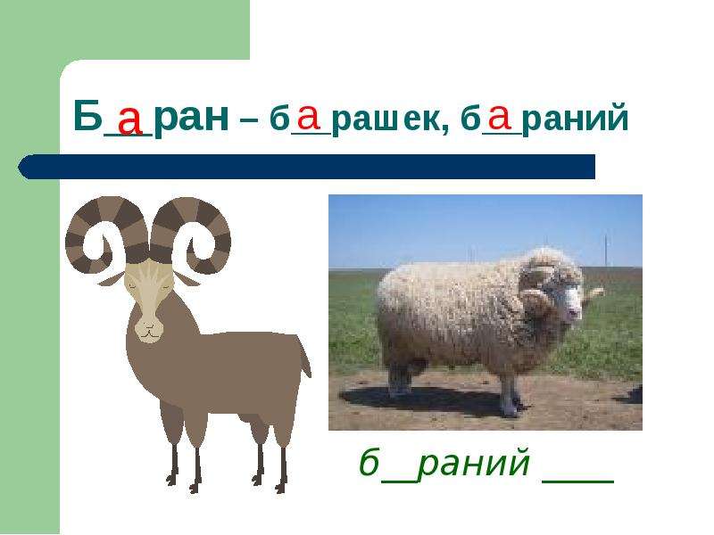 Слово барана. Баран словарное слово. Для барана звуковой. Схема баран 1 класс. Словарное слово овца в картинках.