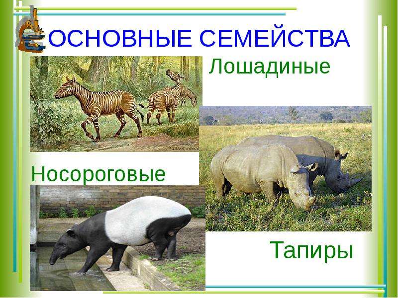 Презентация на тему непарнокопытные 7 класс по биологии