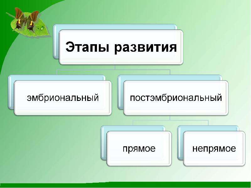 Рост и развитие ребенка 8 класс биология презентация