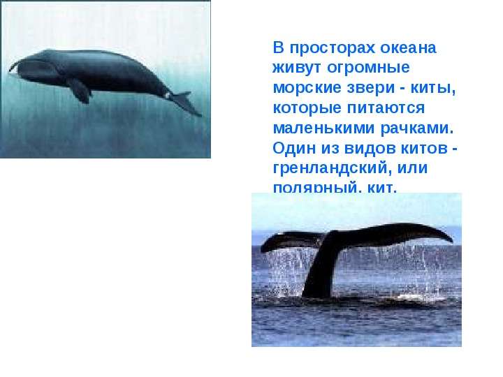 Где живет кит русский язык 1 класс. Гренландский кит сообщение. Виды китообразных обитающих в Арктике. Где живет кит. Алиса где обитают киты.