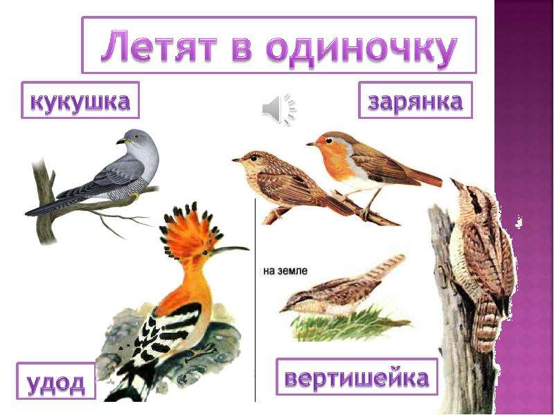 1 класс окружающий мир где зимуют птицы презентация 1 класс окружающий мир