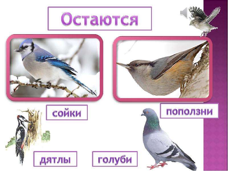 1 класс окружающий мир где зимуют птицы презентация 1 класс окружающий мир