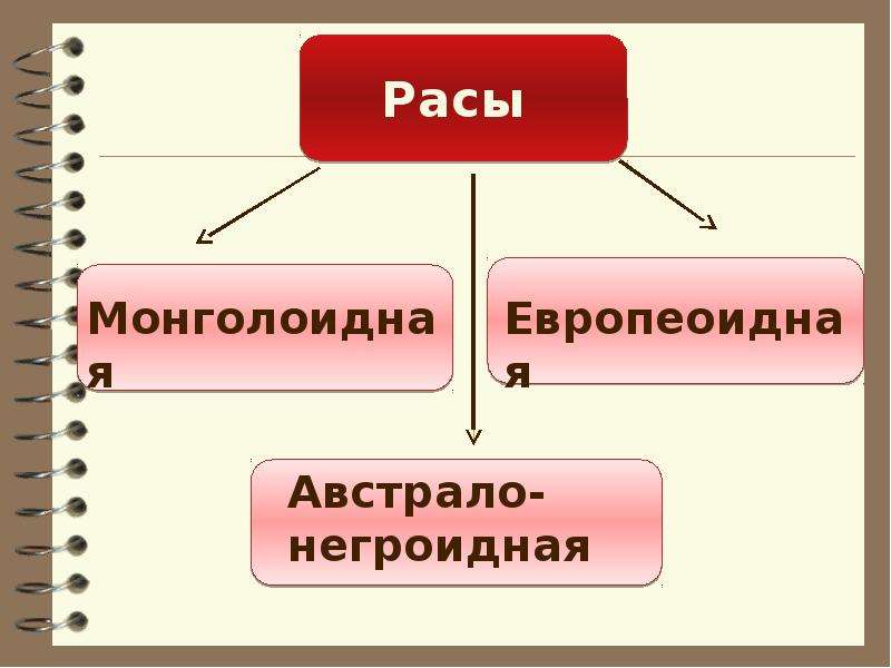 Гипотезы расогенеза схема