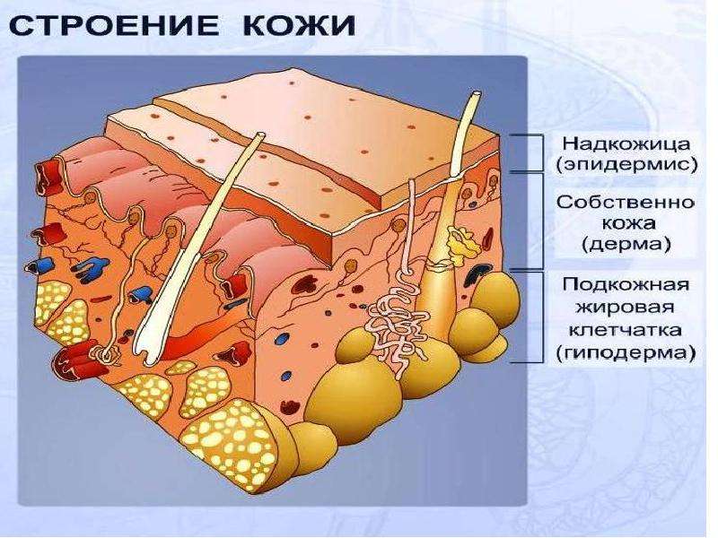 Кожа рисунок биология