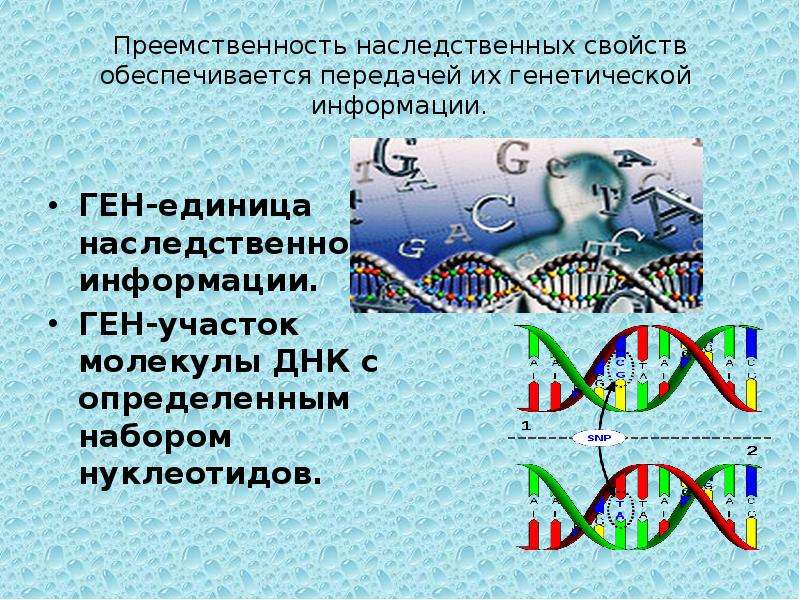 Участок молекулы. Участок молекулы ДНК. Ген-единица наследственной инфо. Молекула ДНК носитель наследственной информации. Ген это участок молекулы ДНК.