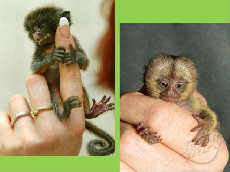 Карликовая игрунка или пальчиковая обезьяна (Finger Monkey) 