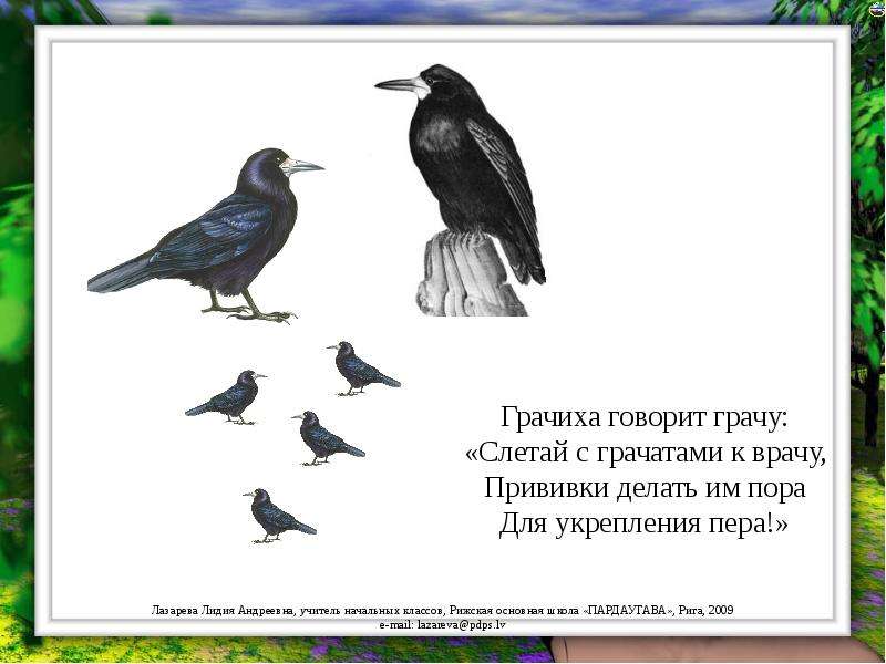 Поговорки о грачах как красиво оформить. Скороговорка про Грача. Грачиха говорит Грачу слетай. Стих про Грача. Грачиха говорит Грачу слетай с грачатами к врачу.