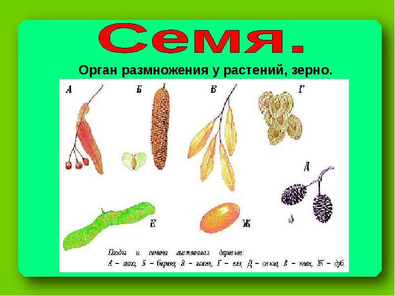 Размножение растений окружающий мир 3 класс. Размножение растений семенами. Растения которые размножаются семенами. Размножение с помощью семян. Деревья размножающиеся семенами.