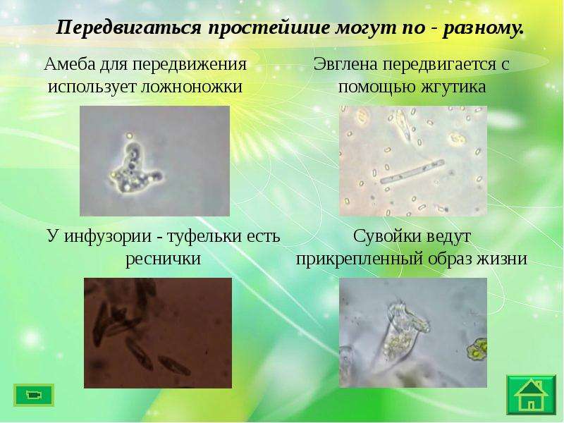 Простейшие презентация биология