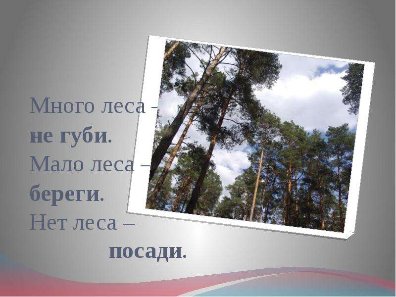 Меньше леса больше. Много леса береги. Много леса не губи мало леса береги нет леса посади. Много леса не губи. Леса нет.